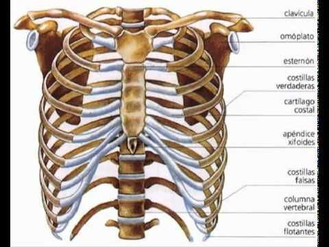 206 huesos del cuerpo humano pdf
