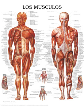 206 huesos del cuerpo humano pdf