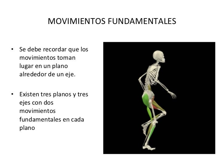 anatomía y movimiento humano estructura y funcionamiento pdf