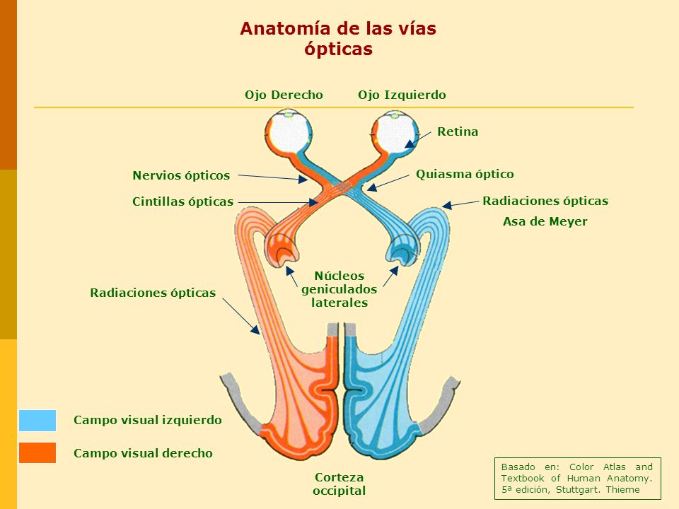 anatomia del nervio optico pdf