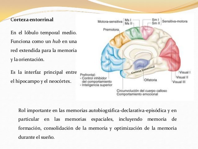 consolidacion de la memoria durante el sueño pdf