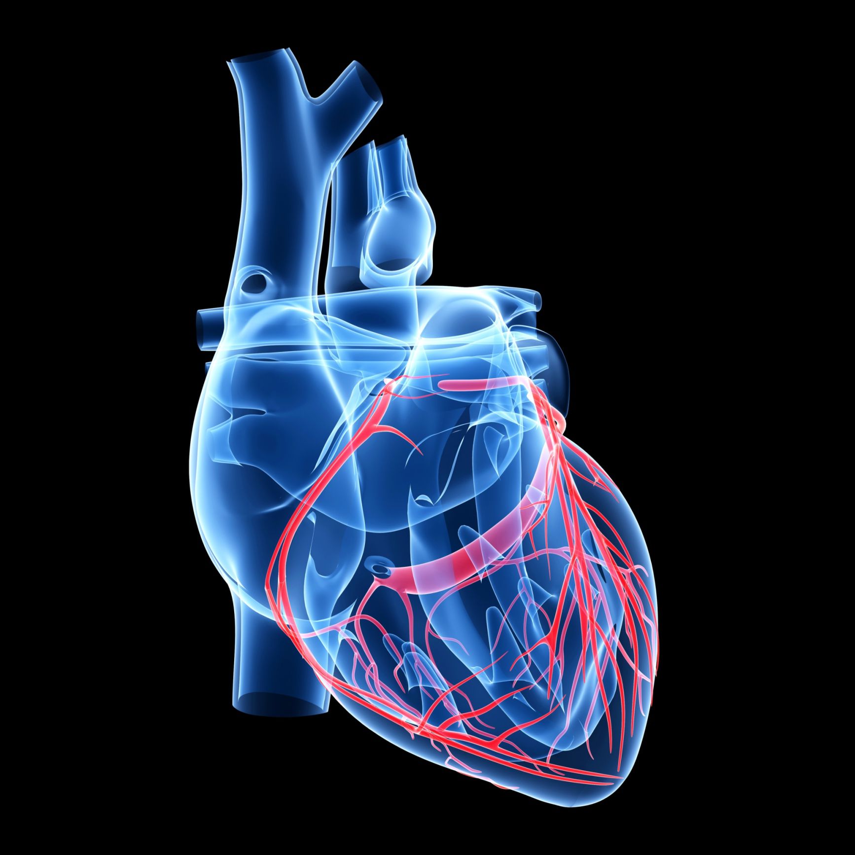 anatomia de corazon ct pdf