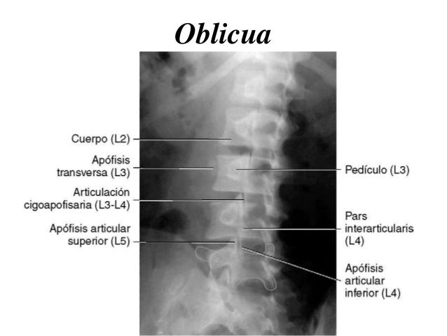 bontrager anatomia radiologica online pdf
