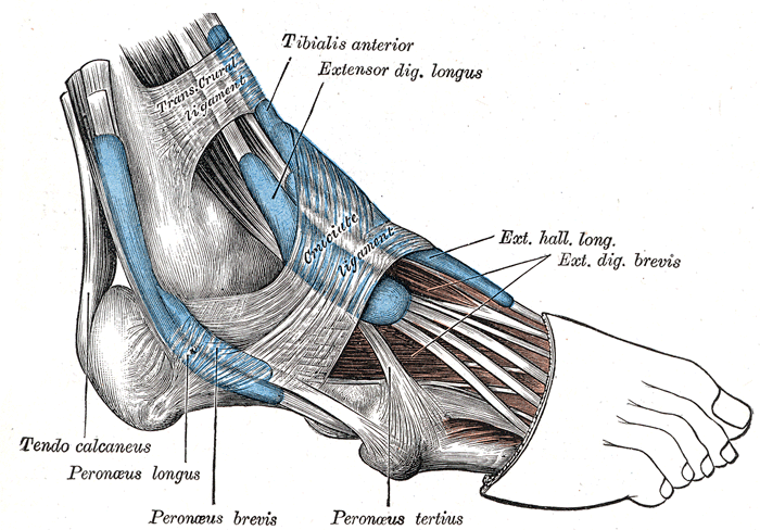anatomia del pie pdf hallux
