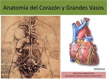 anatomia de corazon ct pdf