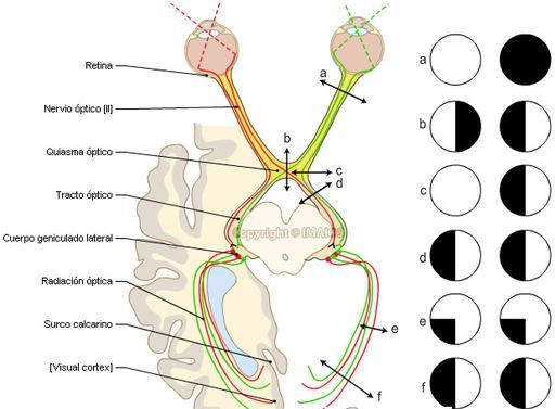anatomia del nervio optico pdf