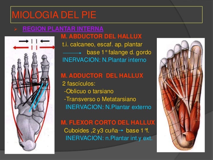 anatomia del pie pdf hallux