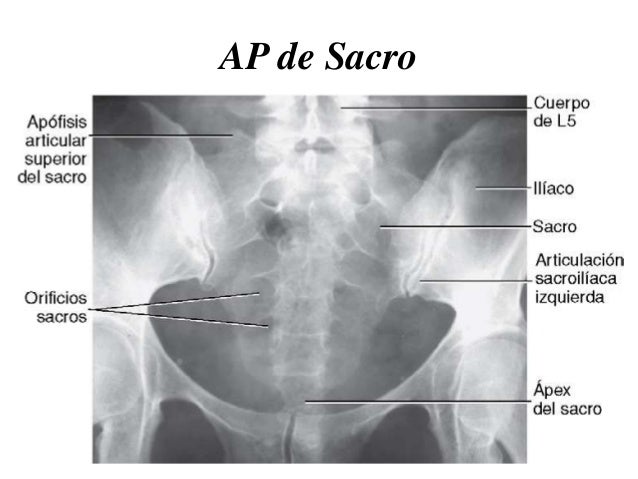bontrager anatomia radiologica online pdf