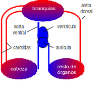 branquias estructura y funcionamineto pdf
