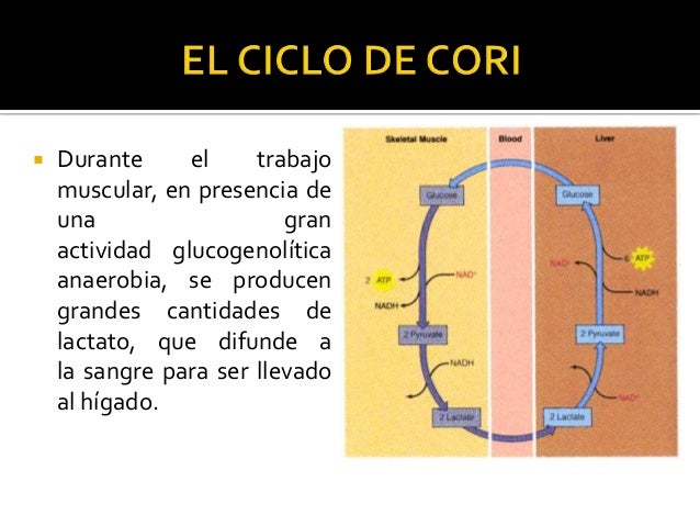 ciclo del lactato o de cori pdf