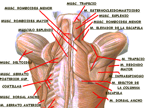 anatomía y movimiento humano estructura y funcionamiento pdf