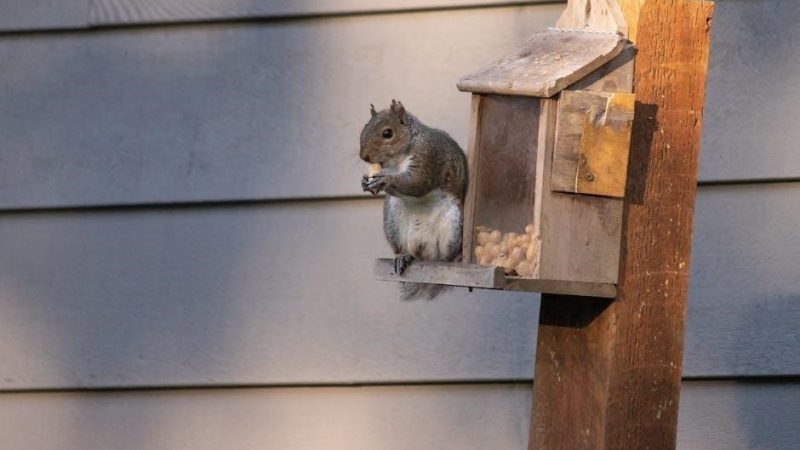 purina en feeding guide