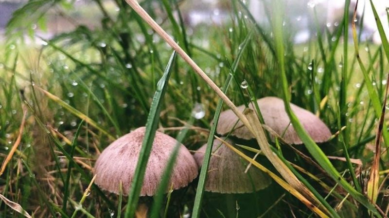 peterson field guide to mushrooms