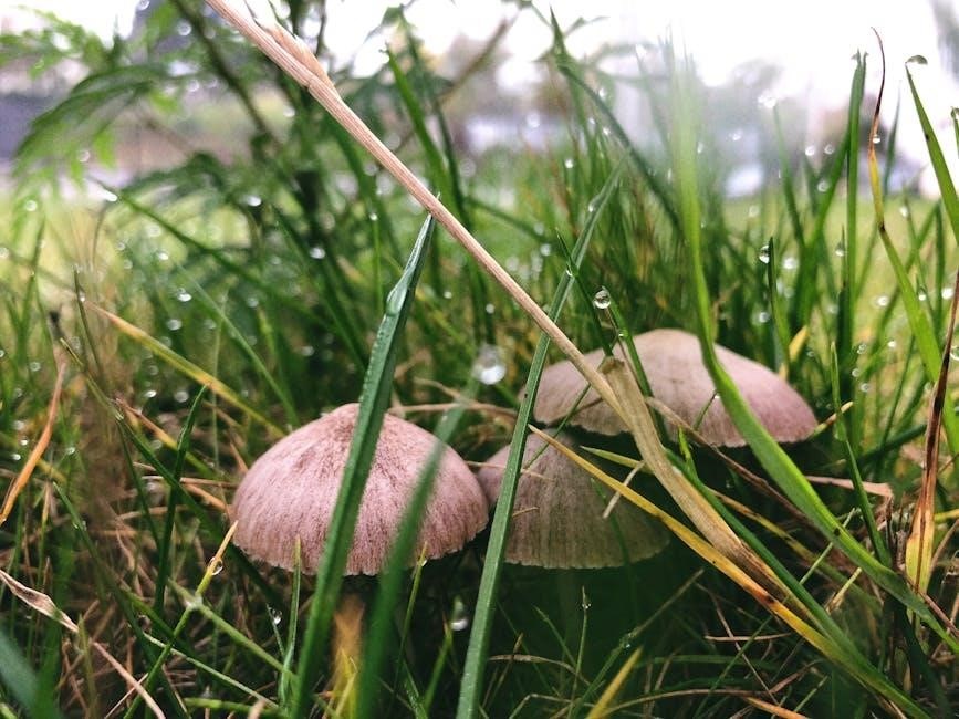 peterson field guide to mushrooms